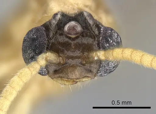 Adetomyrma aureocuprea specimen CASENT0247004 image casent0247004_2