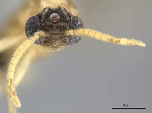Adetomyrma aureocuprea specimen CASENT0247004 image casent0247004_3