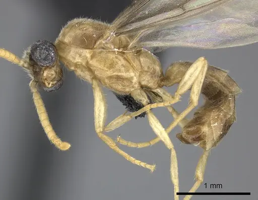 Adetomyrma aureocuprea specimen CASENT0247004 image casent0247004_4
