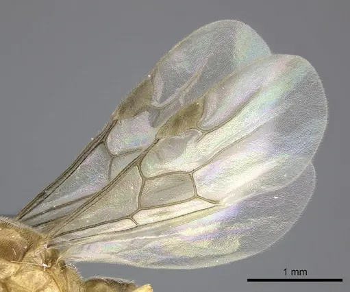 Adetomyrma aureocuprea specimen CASENT0247004 image casent0247004_5