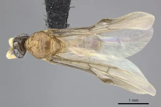 Adetomyrma aureocuprea specimen CASENT0490920 image casent0490920_1