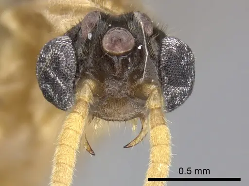 Adetomyrma aureocuprea specimen CASENT0490920 image casent0490920_2