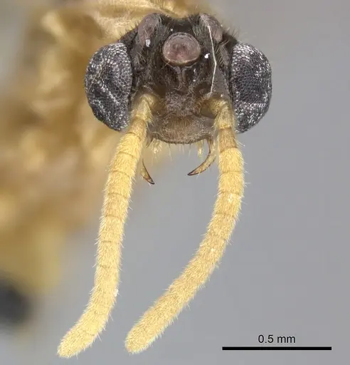 Adetomyrma aureocuprea specimen CASENT0490920 image casent0490920_3
