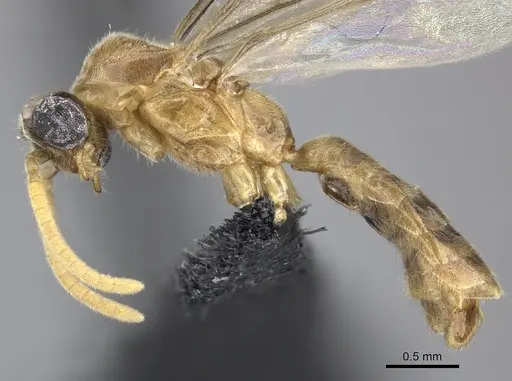 Adetomyrma aureocuprea specimen CASENT0490920 image casent0490920_4