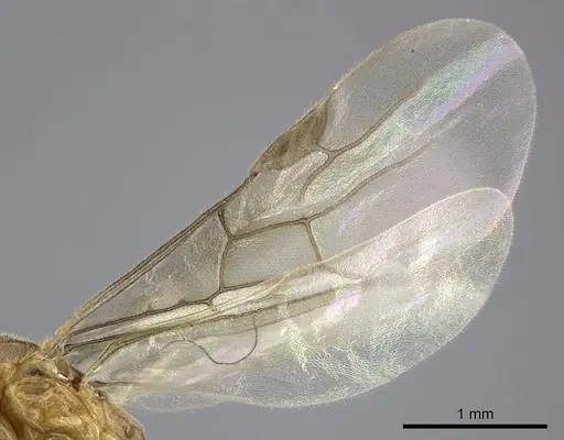 Adetomyrma aureocuprea specimen CASENT0490920 image casent0490920_5