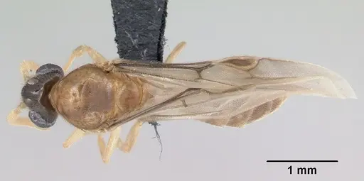 Adetomyrma aureocuprea specimen CASENT0490924 image casent0490924_1