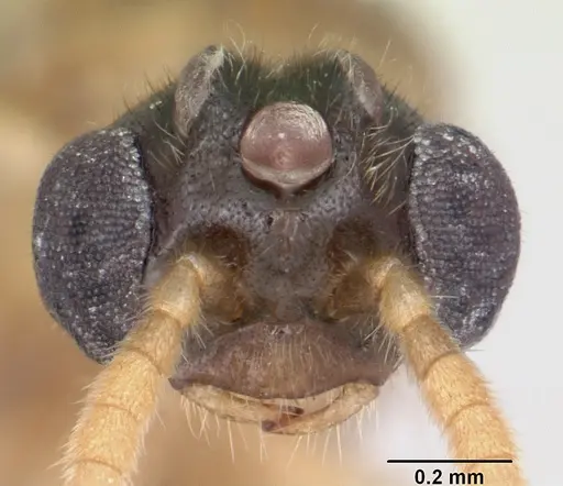 Adetomyrma aureocuprea specimen CASENT0490924 image casent0490924_2