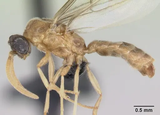 Adetomyrma aureocuprea specimen CASENT0490924 image casent0490924_3
