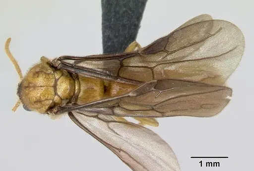 Adetomyrma bressleri specimen CASENT0007350 image casent0007350_1