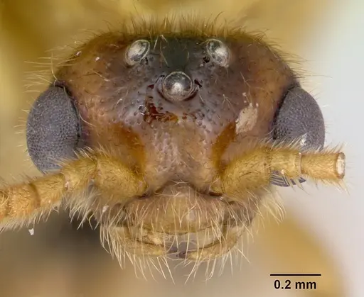 Adetomyrma bressleri specimen CASENT0007350 image casent0007350_2