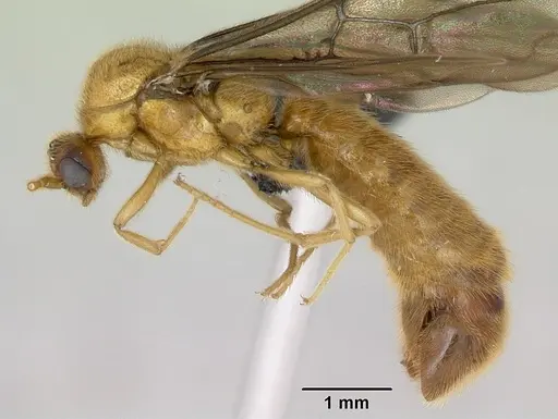 Adetomyrma bressleri specimen CASENT0007350 image casent0007350_3