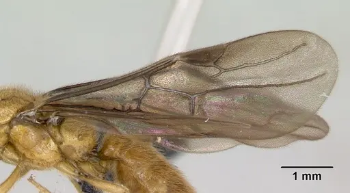 Adetomyrma bressleri specimen CASENT0007350 image casent0007350_4