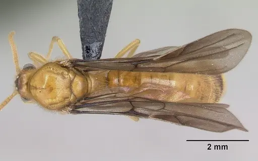 Adetomyrma bressleri specimen CASENT0008693 image casent0008693_1