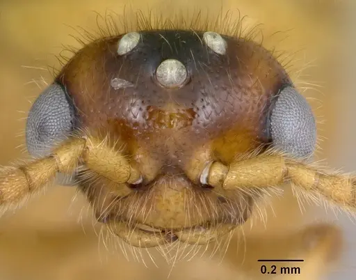 Adetomyrma bressleri specimen CASENT0008693 image casent0008693_2