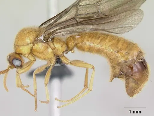 Adetomyrma bressleri specimen CASENT0008693 image casent0008693_3