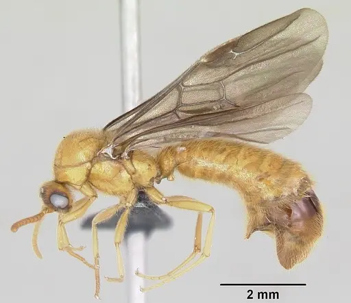 Adetomyrma bressleri specimen CASENT0008693 image casent0008693_4