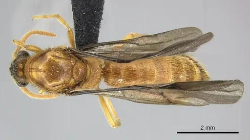 Adetomyrma bressleri specimen CASENT0205990 image casent0205990_1