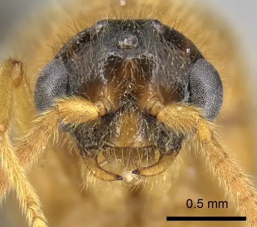 Adetomyrma bressleri specimen CASENT0205990 image casent0205990_2