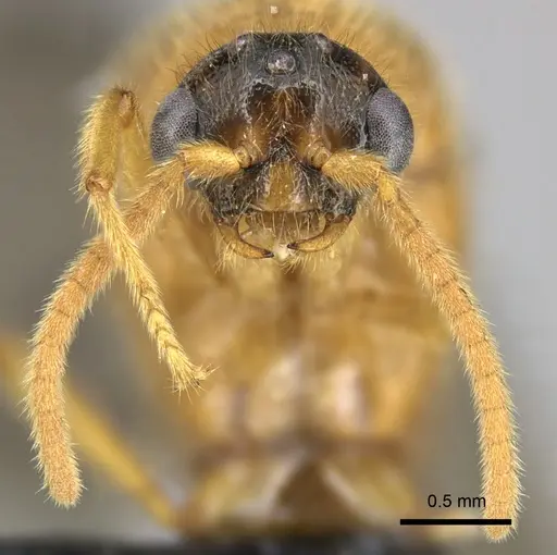Adetomyrma bressleri specimen CASENT0205990 image casent0205990_3