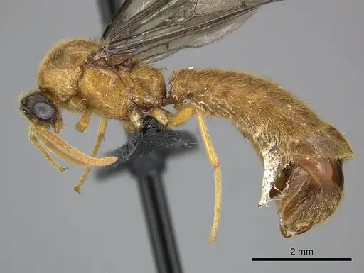 Adetomyrma bressleri specimen CASENT0205990 image casent0205990_4