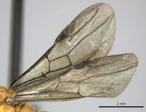 Adetomyrma bressleri specimen CASENT0205990 image casent0205990_5