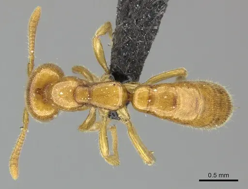 Adetomyrma bressleri specimen CASENT0205995 image casent0205995_1