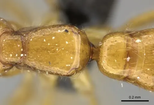 Adetomyrma bressleri specimen CASENT0205995 image casent0205995_2
