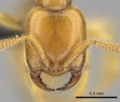 Adetomyrma bressleri specimen CASENT0205995 image casent0205995_3