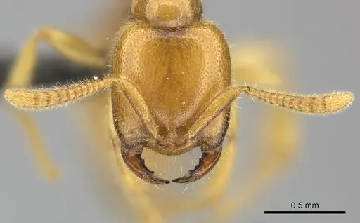 Adetomyrma bressleri specimen CASENT0205995 image casent0205995_4