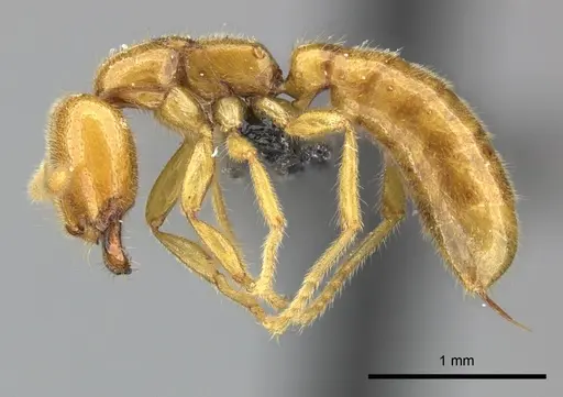 Adetomyrma bressleri specimen CASENT0205995 image casent0205995_5