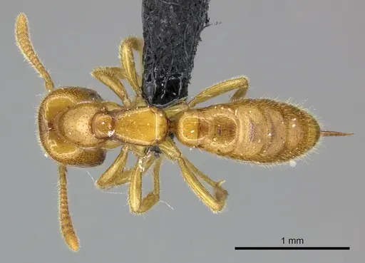 Adetomyrma bressleri specimen CASENT0205996 image casent0205996_1