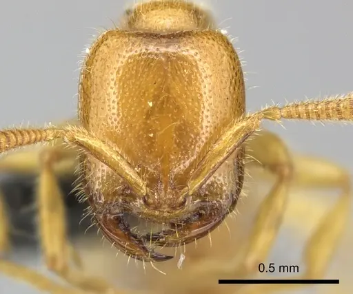 Adetomyrma bressleri specimen CASENT0205996 image casent0205996_2