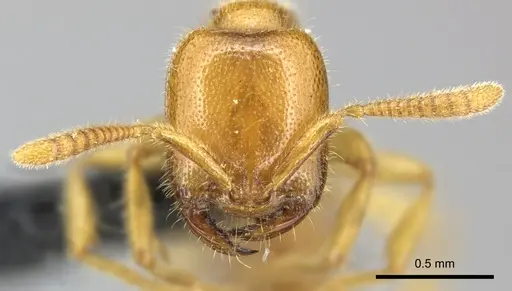 Adetomyrma bressleri specimen CASENT0205996 image casent0205996_3