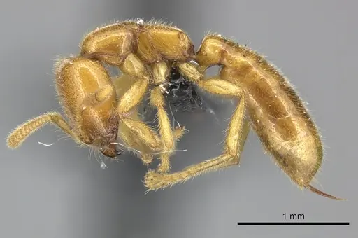 Adetomyrma bressleri specimen CASENT0205996 image casent0205996_4