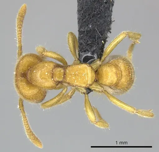Adetomyrma bressleri specimen CASENT0205997 image casent0205997_1
