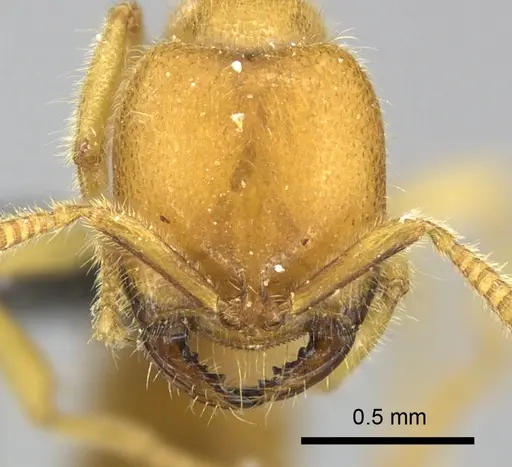 Adetomyrma bressleri specimen CASENT0205997 image casent0205997_2