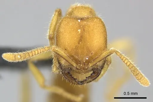 Adetomyrma bressleri specimen CASENT0205997 image casent0205997_3