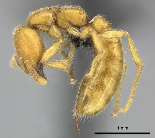 Adetomyrma bressleri specimen CASENT0205997 image casent0205997_4