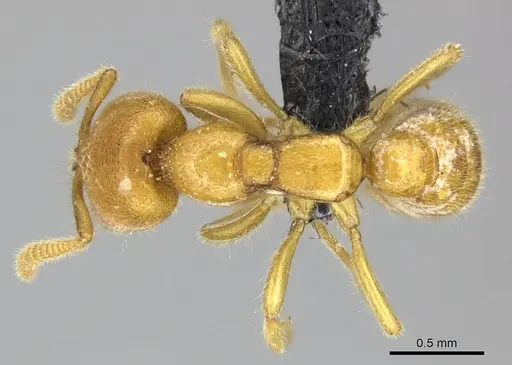 Adetomyrma bressleri specimen CASENT0205998 image casent0205998_1