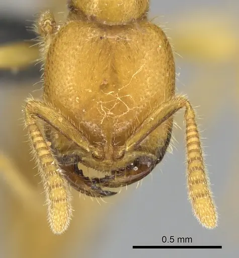 Adetomyrma bressleri specimen CASENT0205998 image casent0205998_2
