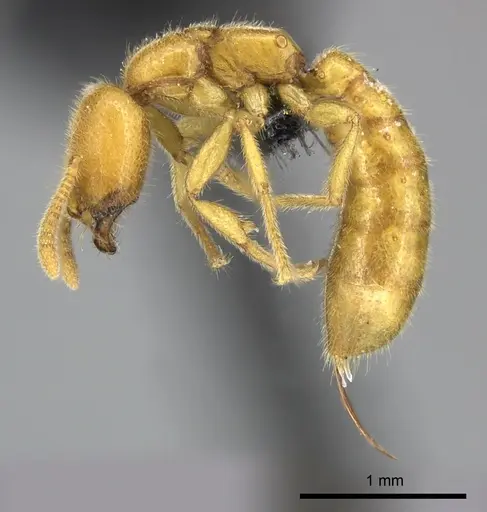 Adetomyrma bressleri specimen CASENT0205998 image casent0205998_3