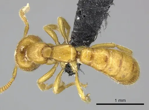 Adetomyrma bressleri specimen CASENT0205999 image casent0205999_1