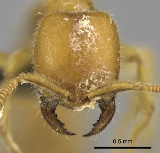 Adetomyrma bressleri specimen CASENT0205999 image casent0205999_2