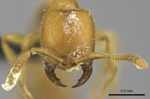 Adetomyrma bressleri specimen CASENT0205999 image casent0205999_3