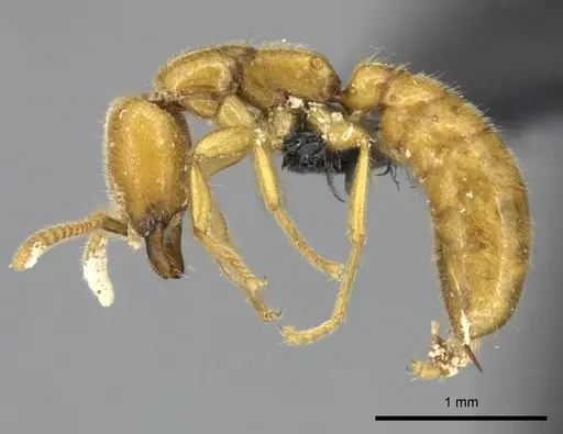 Adetomyrma bressleri specimen CASENT0205999 image casent0205999_4