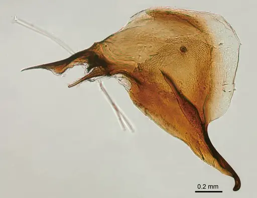 Adetomyrma bressleri specimen CASENT0218012 image casent0218012_1