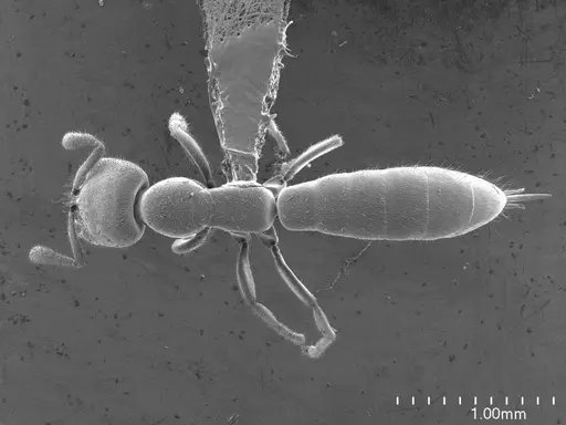 Adetomyrma caputleae specimen ANTWEB1008494 image antweb1008494_1