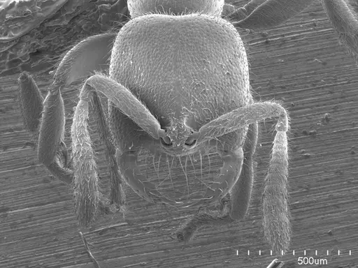 Adetomyrma caputleae specimen ANTWEB1008494 image antweb1008494_2