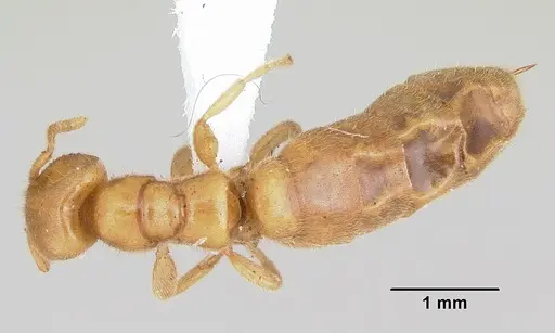 Adetomyrma caputleae specimen CASENT0004350 image casent0004350_1