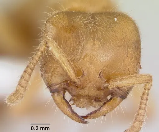 Adetomyrma caputleae specimen CASENT0004350 image casent0004350_2